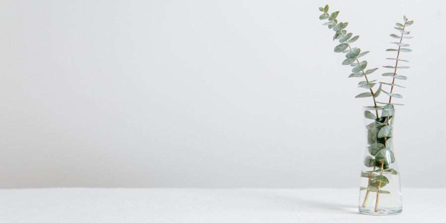 Minimalistic image of eucalyptus in glass beaker