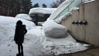 Snow Fox
